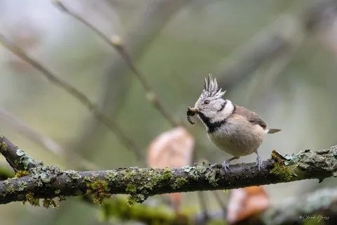 Mésange huppée