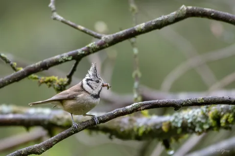 Mésange huppée