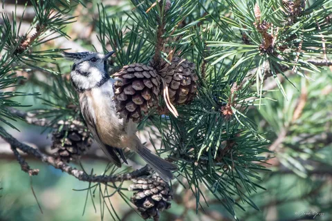 Mésange huppée