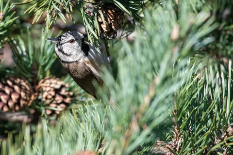 Mésange huppée