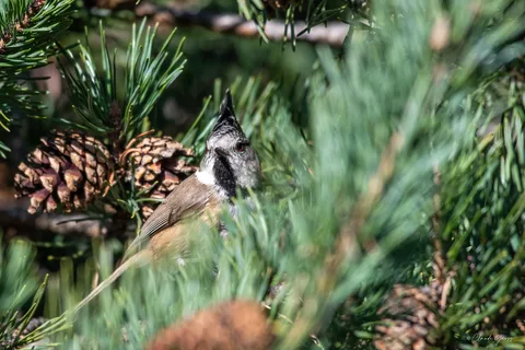Mésange huppée