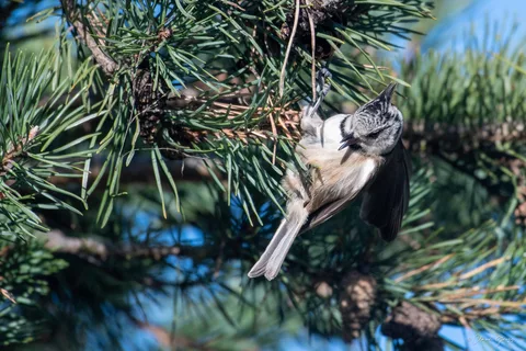 Mésange huppée