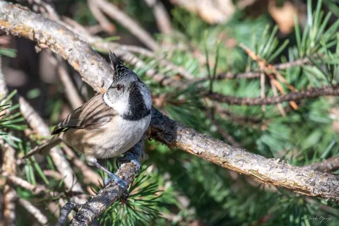 Mésange huppée