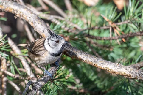Mésange huppée