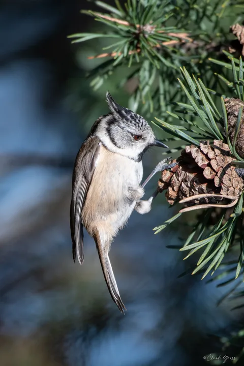 Mésange huppée