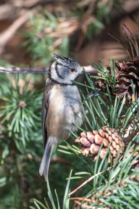 Mésange huppée