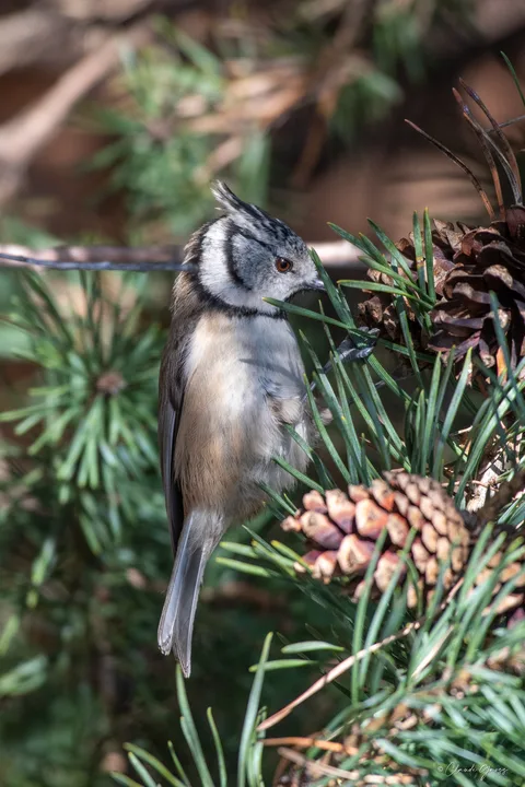 Mésange huppée