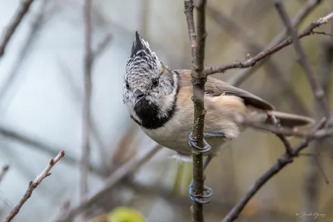 Mésange huppée