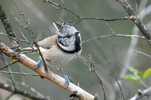 Mésange huppée
