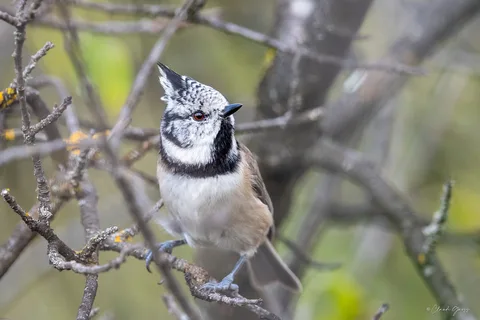 Mésange huppée