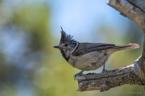 Mésange huppée