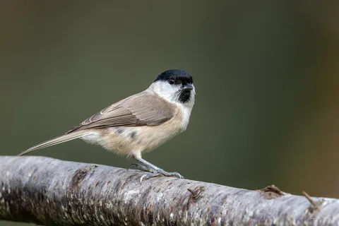 Mésange nonnette