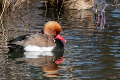 Nette rousse