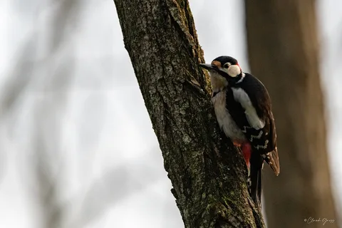 Pic épeiche