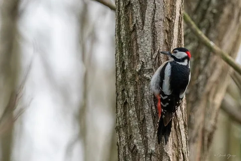 Pic épeiche