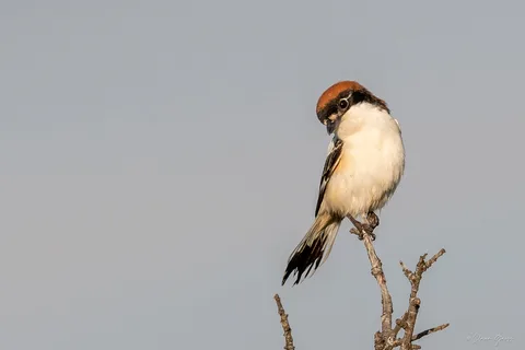 Pie-grièche à tête rousse