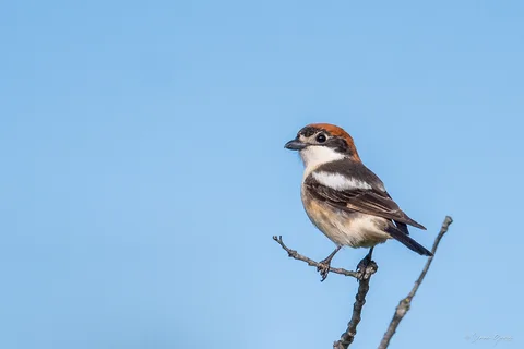 Pie-grièche à tête rousse