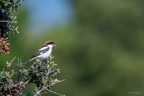 Pie-grièche à tête rousse