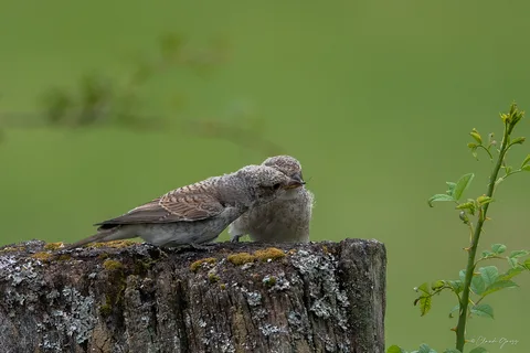 Pie-grièche écorcheur