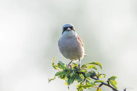 Pie-grièche écorcheur