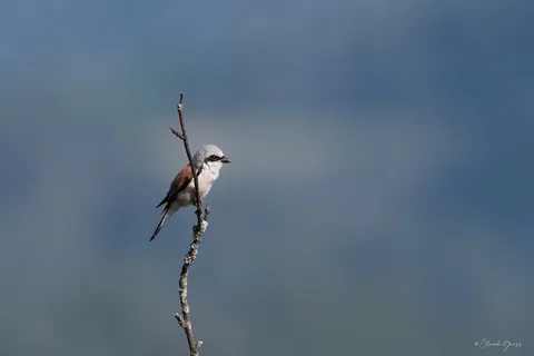 Pie-grièche écorcheur