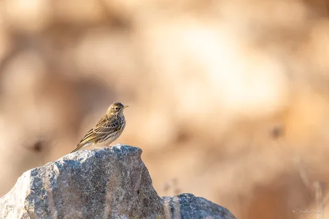 Pipit farlouse