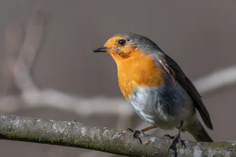 Rougegorge familier