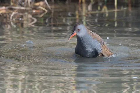 Râle d'eau