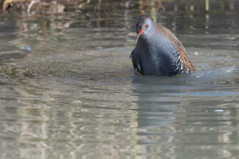 Râle d'eau