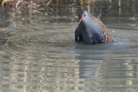 Râle d'eau