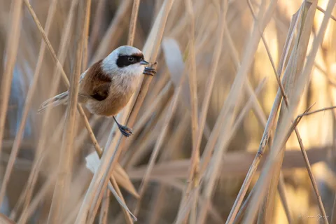 Rémiz penduline