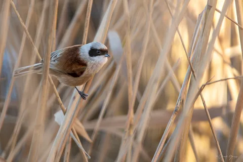 Rémiz penduline