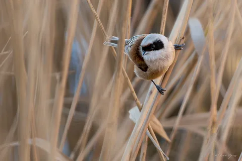 Rémiz penduline