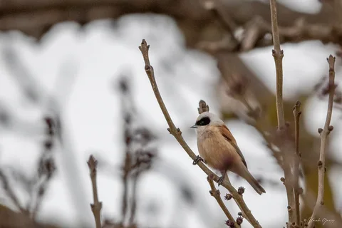 Rémiz penduline