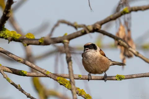 Rémiz penduline