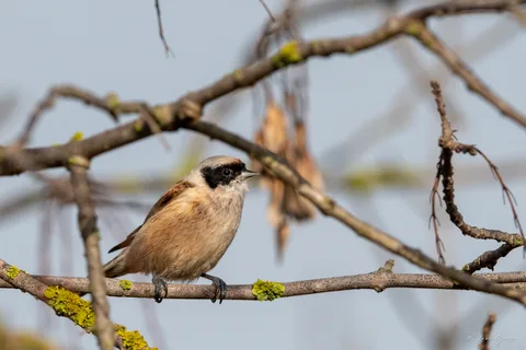 Rémiz penduline