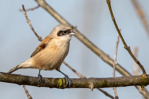 Rémiz penduline