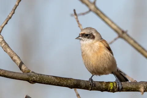 Rémiz penduline