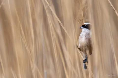 Rémiz penduline