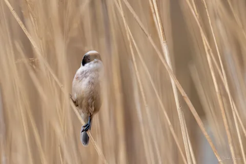 Rémiz penduline