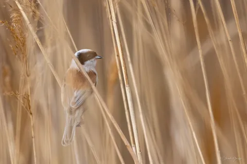 Rémiz penduline