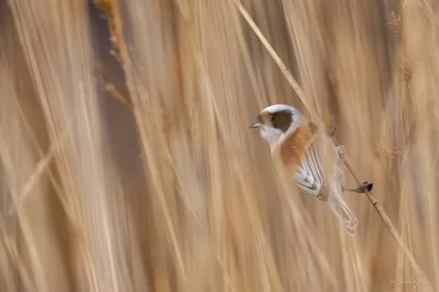 Rémiz penduline