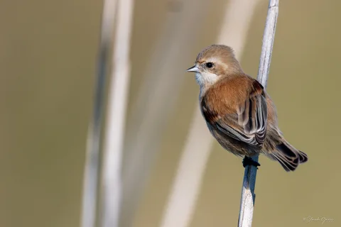 Rémiz penduline