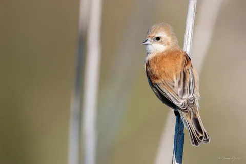 Rémiz penduline