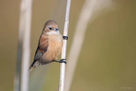 Rémiz penduline