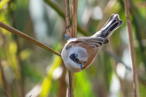 Rémiz penduline