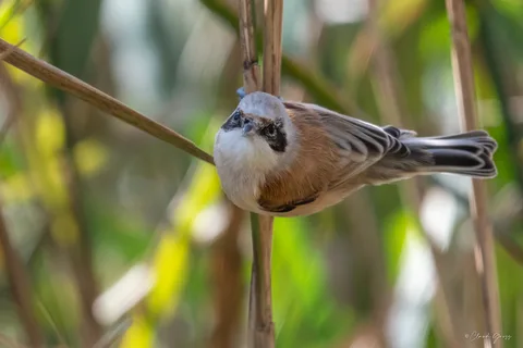 Rémiz penduline