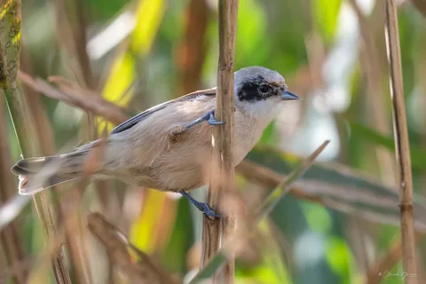 Rémiz penduline