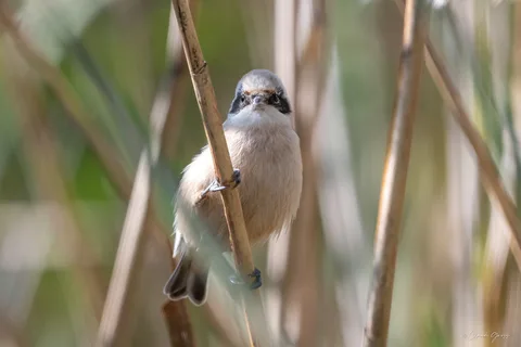 Rémiz penduline