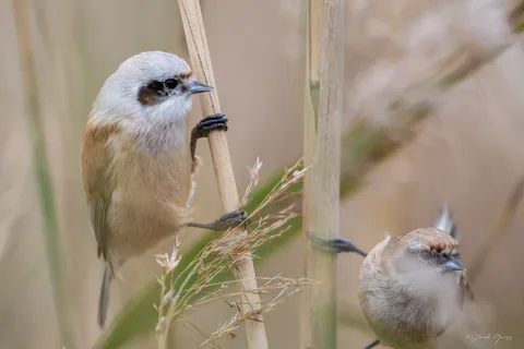 Rémiz penduline